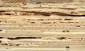 Keywords: ancient;background;aging;antique;borer;brown;close-up;board;detail;dirty;built;carpentry;insect;lumber;nature;pattern;rotten;rough;structure;texture;textured;timber;termite;macro;damage;plank;wooden;wood;woodworm